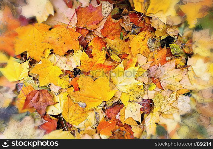 Abstract bright autumn background from fallen leaves of maple