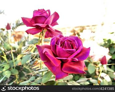 Abstract Bright Purple Colored Roses on White in Nature