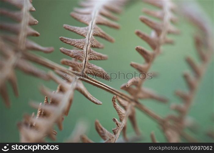 abstract brown fern plant leaves