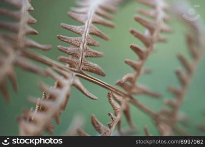 abstract brown fern plant leaves