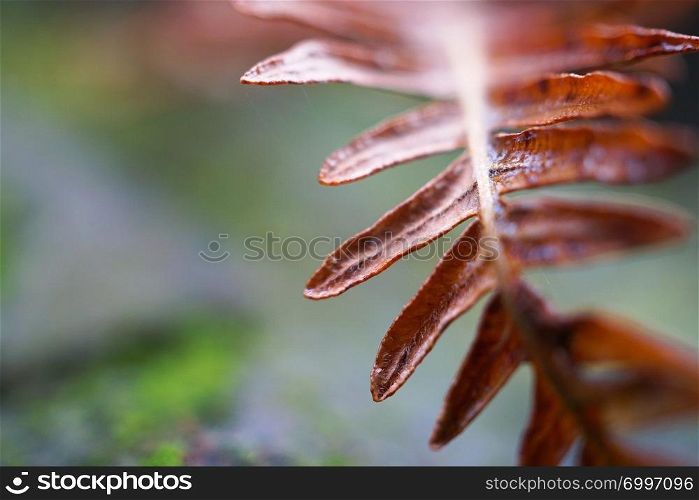 abstract brown fern plant leaves texture