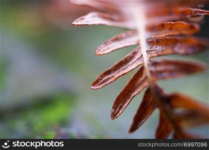 abstract brown fern plant leaves texture