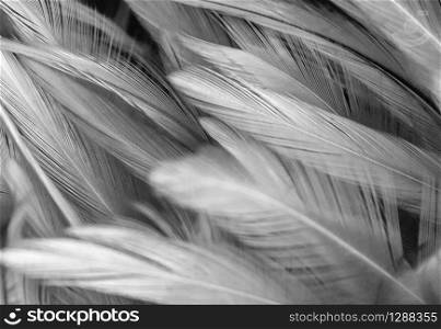 Abstract chickens feather texture for background, soft focus black and white style. for art work design.