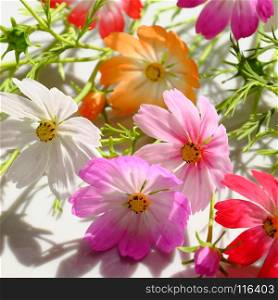 Abstract clay art with colorful cosmos flowers, amazing multi color artwork on white background