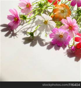 Abstract clay art with colorful cosmos flowers, amazing multi color artwork on white background