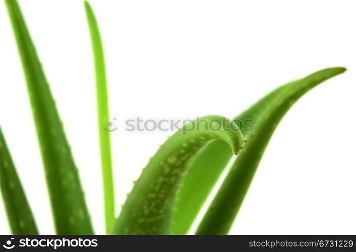 Abstract close up of Aloe Vera stems or leaves with shallow focus isolated on white background.