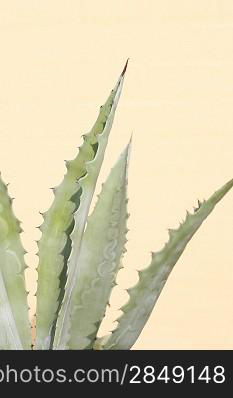 Abstract closeup of a cactus