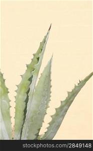 Abstract closeup of a cactus