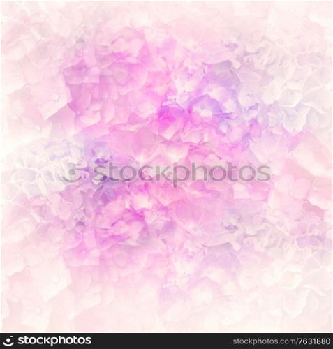 Abstract colorful hydrangea flowers for background,soft focus.Close up shot.