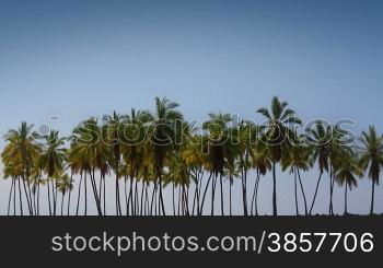 Abstract composition of a forest of palm trees in hawaii, swaying gently in the wind