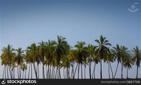 Abstract composition of a forest of palm trees in hawaii, swaying gently in the wind