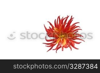 Abstract dahlia flower wallpaper. Isolated on white background