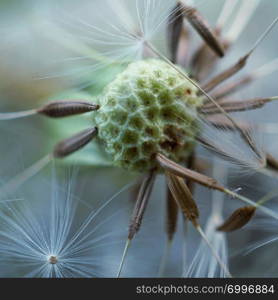 abstract dandelion flower in the garden