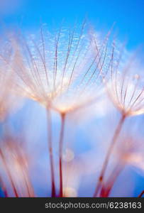 Abstract dandelion flower over blue sky background, extreme closeup with soft focus, beautiful spring nature details