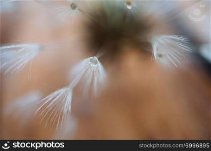 abstract dandelion flower seed in the garden