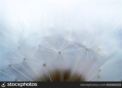 abstract dandelion flower seed in the nature
