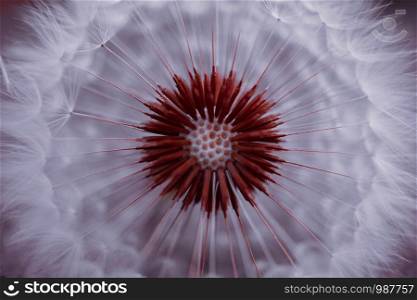 abstract dandelion seed in autumn in the nature