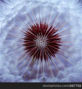 abstract dandelion seed in autumn in the nature