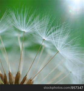 abstract dandelion seed in the nature