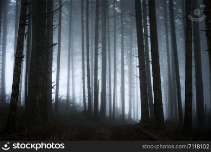 abstract dark forest with fog, spooky forest scene