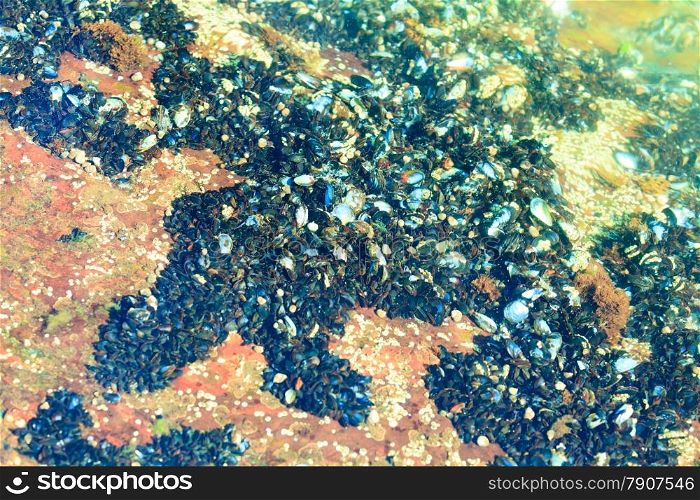 Abstract design texture background. Shells in water.