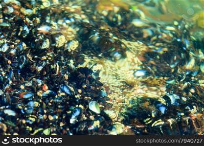 Abstract design texture background. Shells in water.