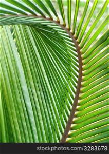 Abstract detail of curved palm leaf.