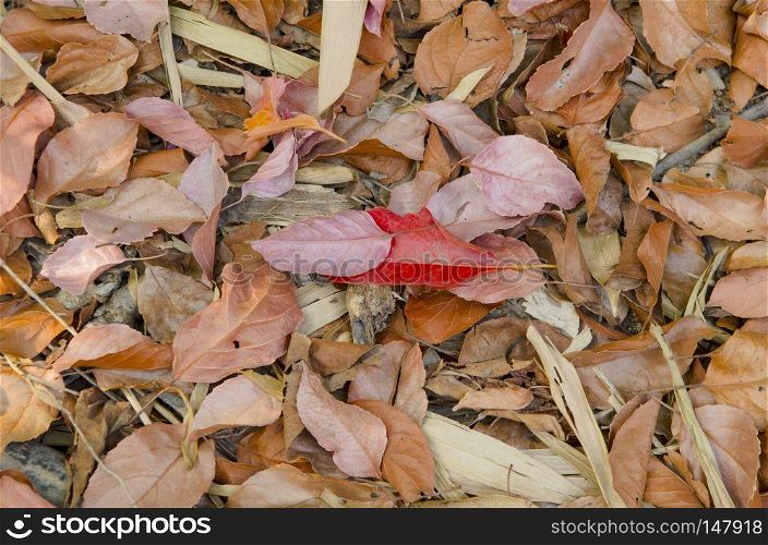 Abstract dried leaves background in nature