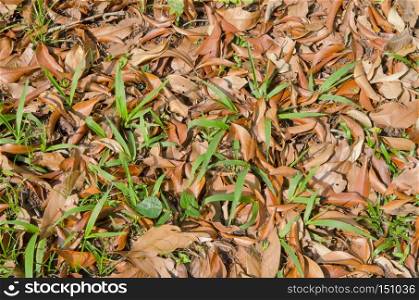 Abstract dried leaves background in nature