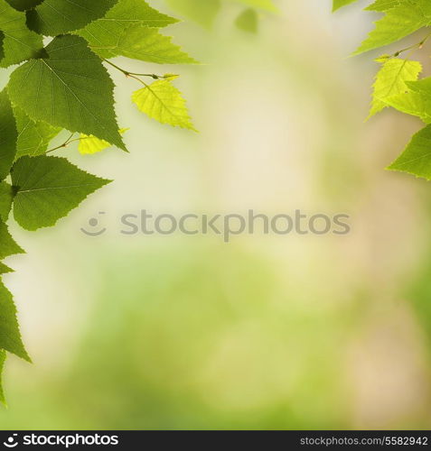 Abstract environmental backgrounds with birch foliage and beauty bokeh