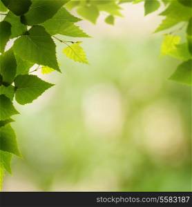 Abstract environmental backgrounds with birch foliage and beauty bokeh