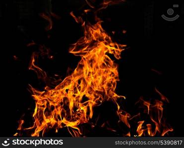Abstract fire animal over black background