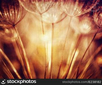 Abstract floral background, beautiful grunge style photo of dandelion flower, amazing detail of nature, autumn season concept
