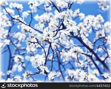 Abstract floral background, blooming tree at spring, fresh white flowers on the branch of fruit tree, plant blossom, seasonal nature beauty, springtime