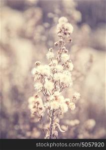 Abstract floral background, grunge style photo of beautiful flowers, fine art, faded natural wallpaper, fashioned image
