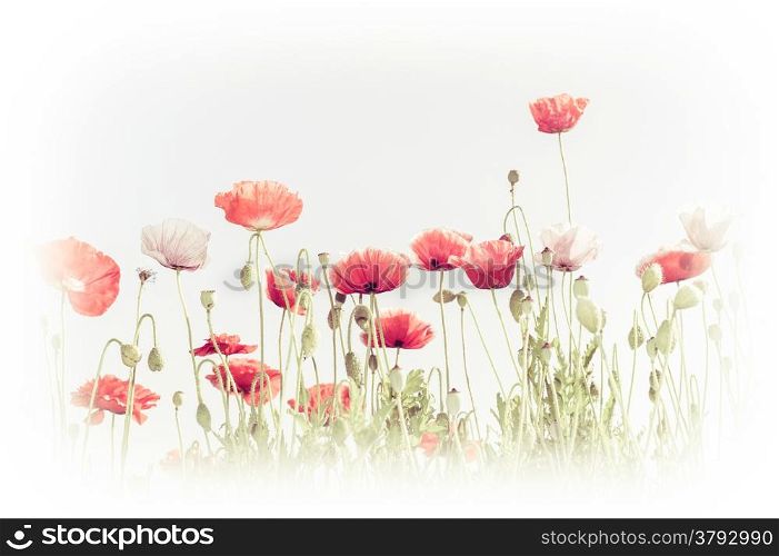 Abstract floral background in vintage style for greeting card. Wild poppy flowers on summer meadow. Watercolor painting effect