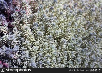 abstract floral background of Sedum Murale 