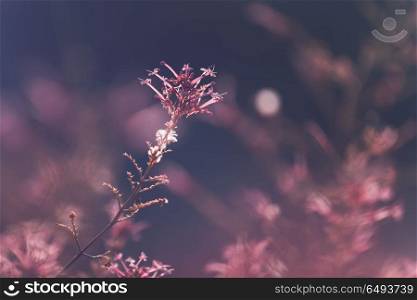 Abstract floral background, vintage style photo of a beautiful dark pink wild flower, beauty of exotic nature, grunge natural wallpaper. Floral vintage background