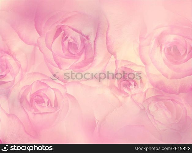 Abstract Floral background with pink rose flowers,soft focus