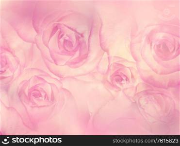 Abstract Floral background with pink rose flowers,soft focus