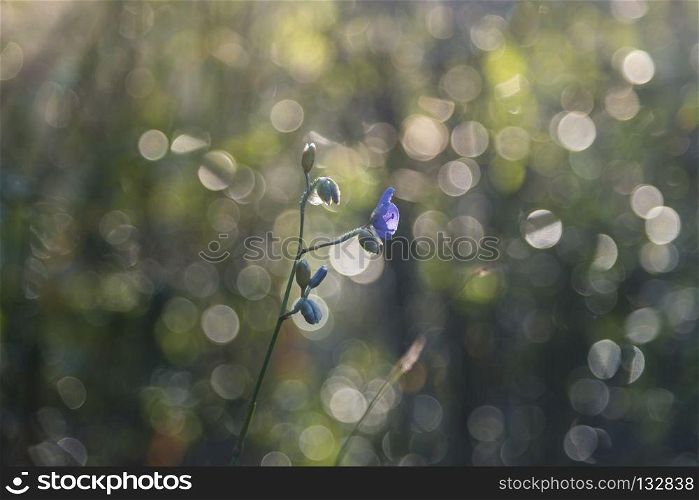 abstract flower in nature field