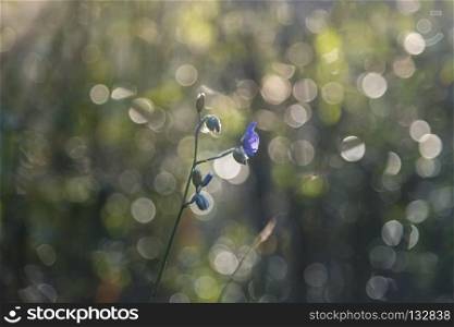 abstract flower in nature field