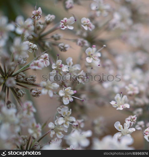 abstract flower platn in the garden