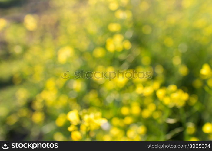 abstract flowers background with natural bokeh