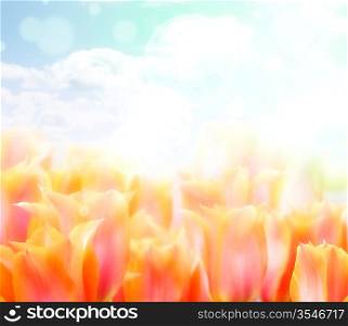 Abstract Flowers , Close Up For Background
