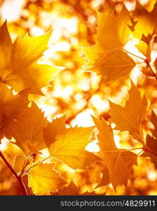 Abstract foliage background, beautiful tree branch in autumnal forest, bright warm sun light, orange dry maple leaves, autumn season&#xA;