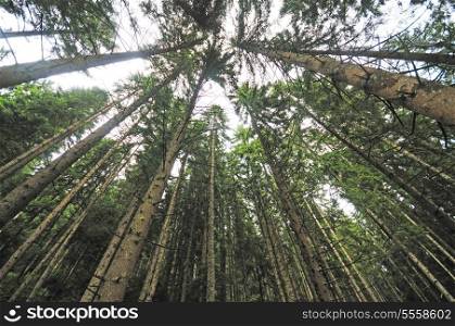 abstract forest landscape background with green pine tree with wide angle lens