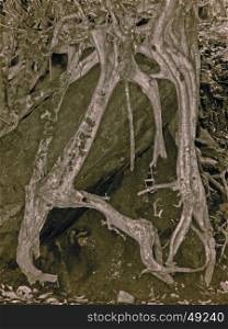 Abstract form of roots of a big tree. Nelliyampathy hills, Kerala, India.