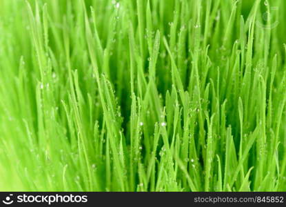 Abstract fresh nature background - intensive green grass with dew drops in close-up.