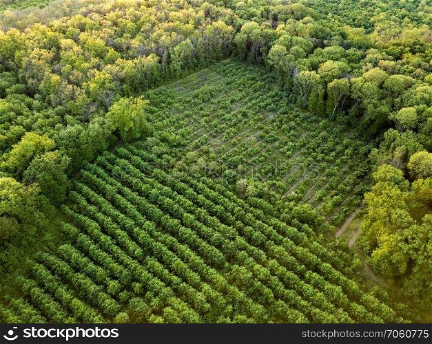 Abstract geometric forms of forest area planted with seedlings and young green trees. Aerial view from the drone in the summer evening, at sunset.. Aerial view from the drone, a bird&rsquo;s eye view to the forest with green plantings of various ages and heights.